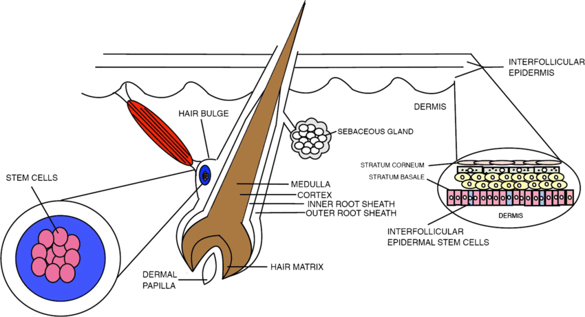 microneedling scalp treatment